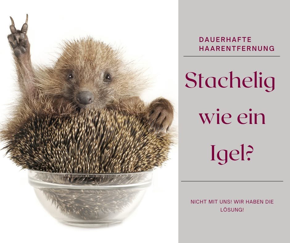 Igel als Symbolbild für Stoppeln – dauerhafte Haarentfernung mit dem Diodenlaser bei Medical Beauty Melanie Dengler in Straubing